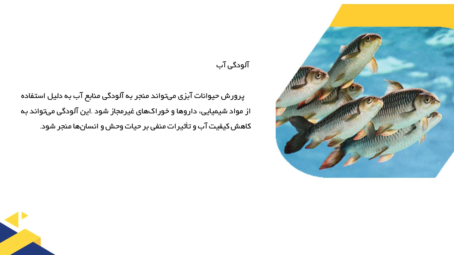 پاورپوینت در مورد تأثیرات زیست‌محیطی پرورش حیوانات آبزی